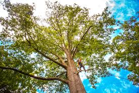 Best Tree and Shrub Care  in Elizabethton, TN