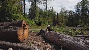 Best Tree Preservation Services  in Elizabethton, TN