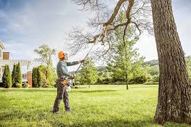Best Tree Removal  in Elizabethton, TN