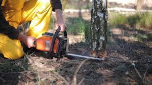 Best Tree Trimming and Pruning  in Elizabethton, TN