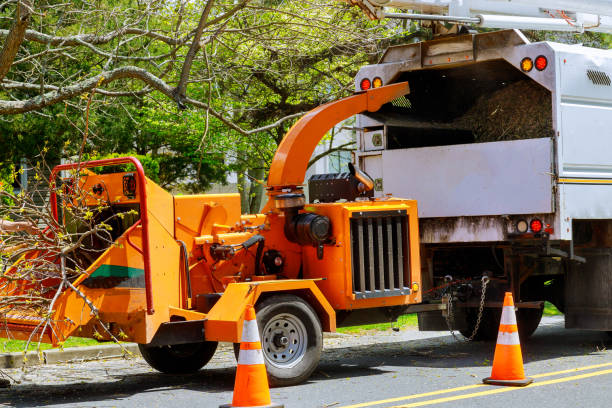 Best Stump Grinding and Removal  in Elizabethton, TN