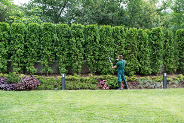Best Storm Damage Tree Cleanup  in Elizabethton, TN