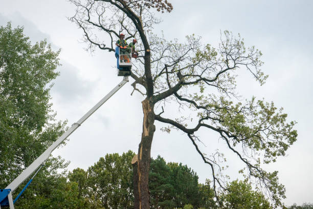  Elizabethton, TN Tree Removal Pros