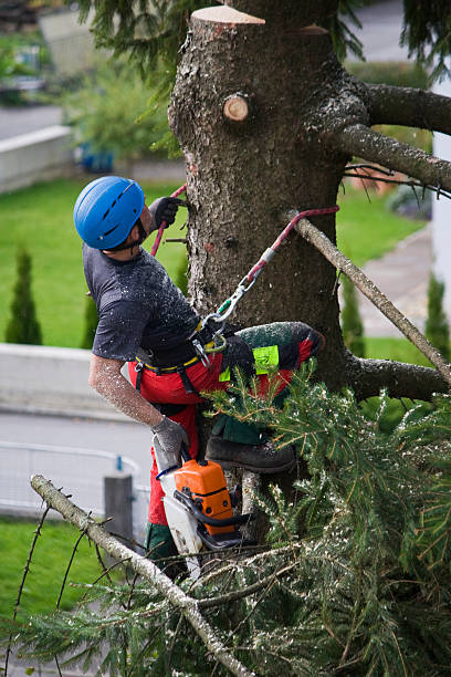 Best Hedge Trimming  in Elizabethton, TN