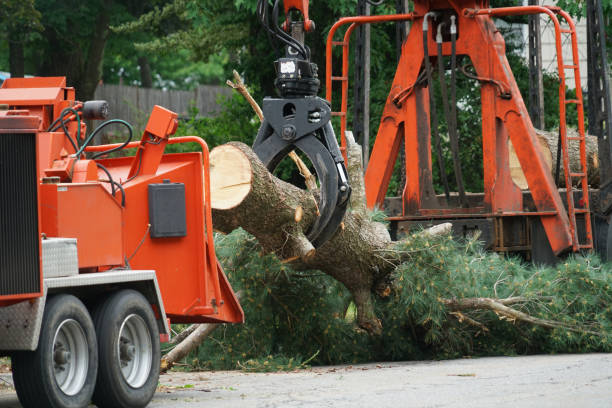 Best Firewood Processing and Delivery  in Elizabethton, TN