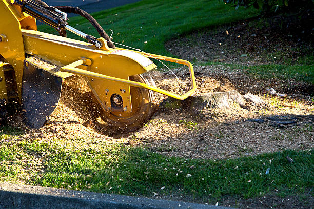Best Weed Control  in Elizabethton, TN