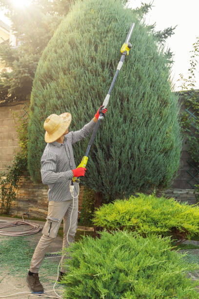 Best Organic Lawn Care Solutions  in Elizabethton, TN
