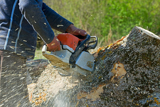 Mulching Services in Elizabethton, TN
